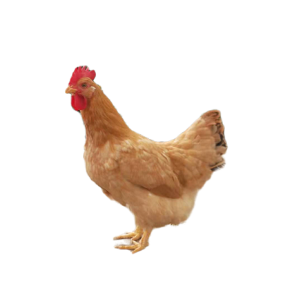1659943347542710.png 珍宝黄鸡 - 副本.png