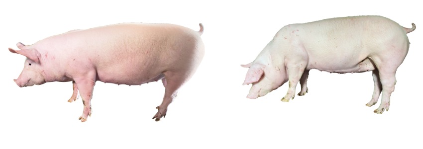 1666945962795735.png 种猪拼图.png