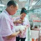 推动改革提质，助推种业振兴：惠州市广丰农牧有限公司荣获国家级猪伪狂犬净化场荣誉称号